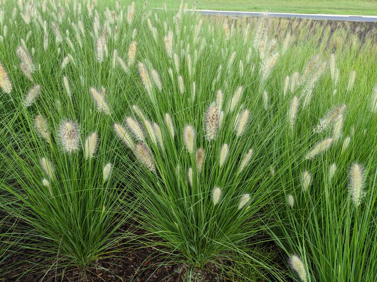 Why Aren’t My New Plants Growing? How to Get Newly Planted Gardens Established Faster