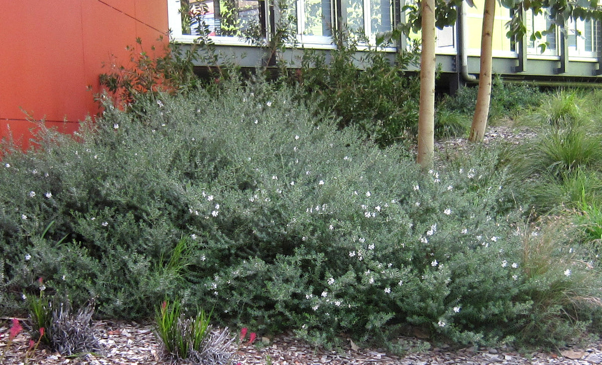 Why Do Native Plants Die? The Biggest Myth in Australian Gardening