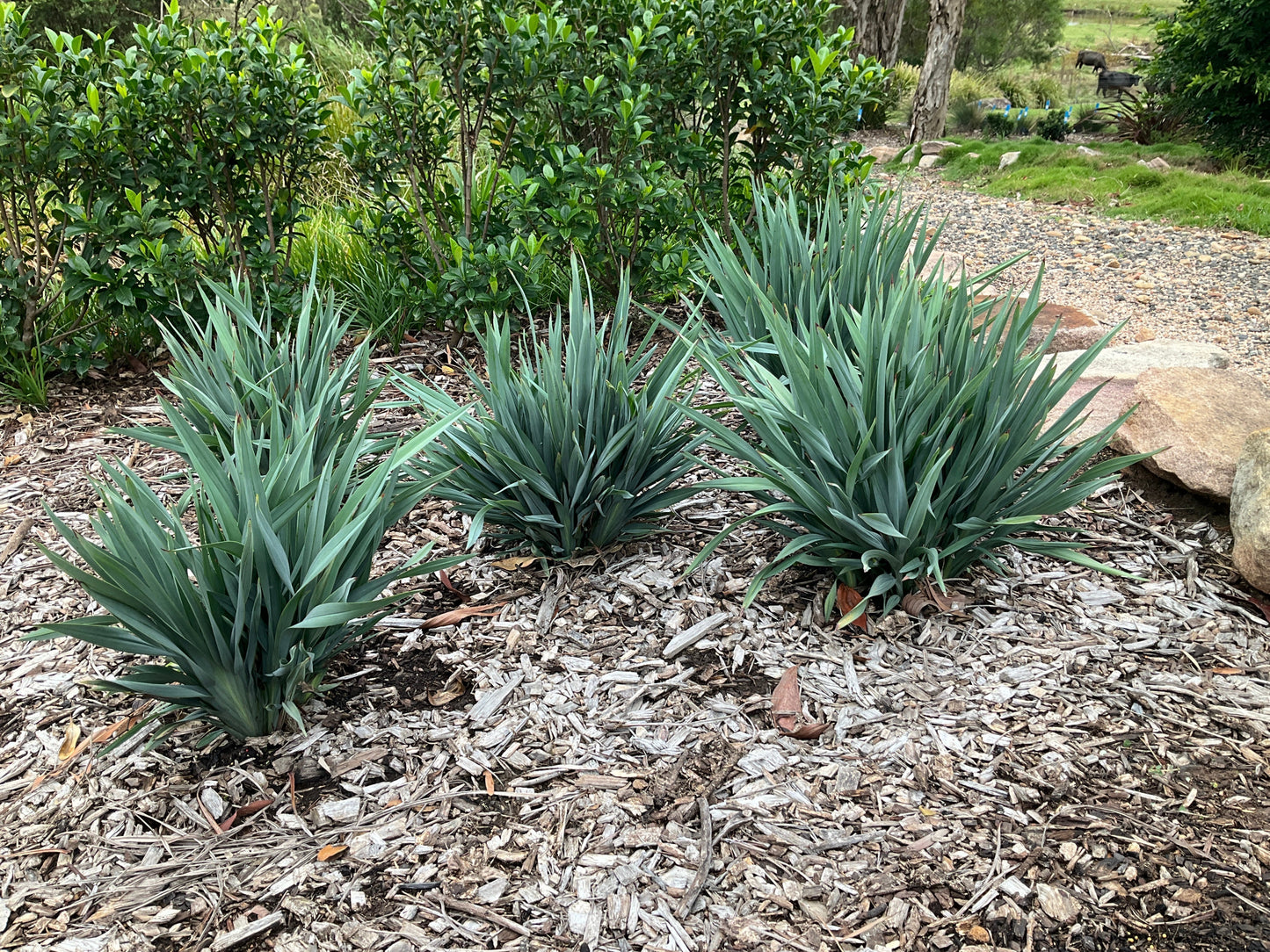Dianella ‘Summer Rev’ Colour That Doesn’t Quit: Why Dianella ‘Summer Rev’ Is One of Australia’s Toughest Plants