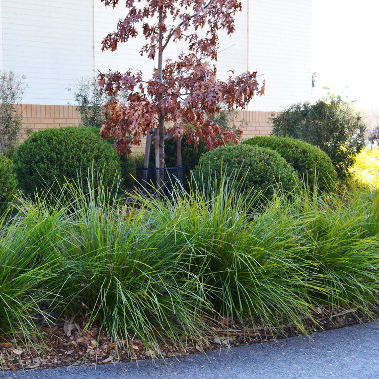 How to Make a New Garden Look Established (Even if You Planted it Yesterday)