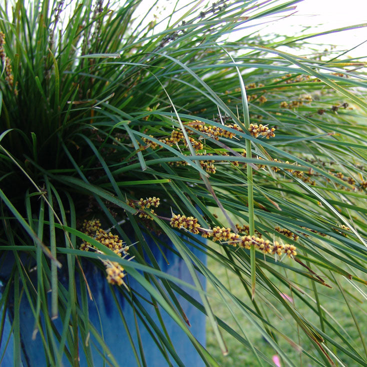Why Native Grasses Are Becoming the Backbone of Australian Gardens