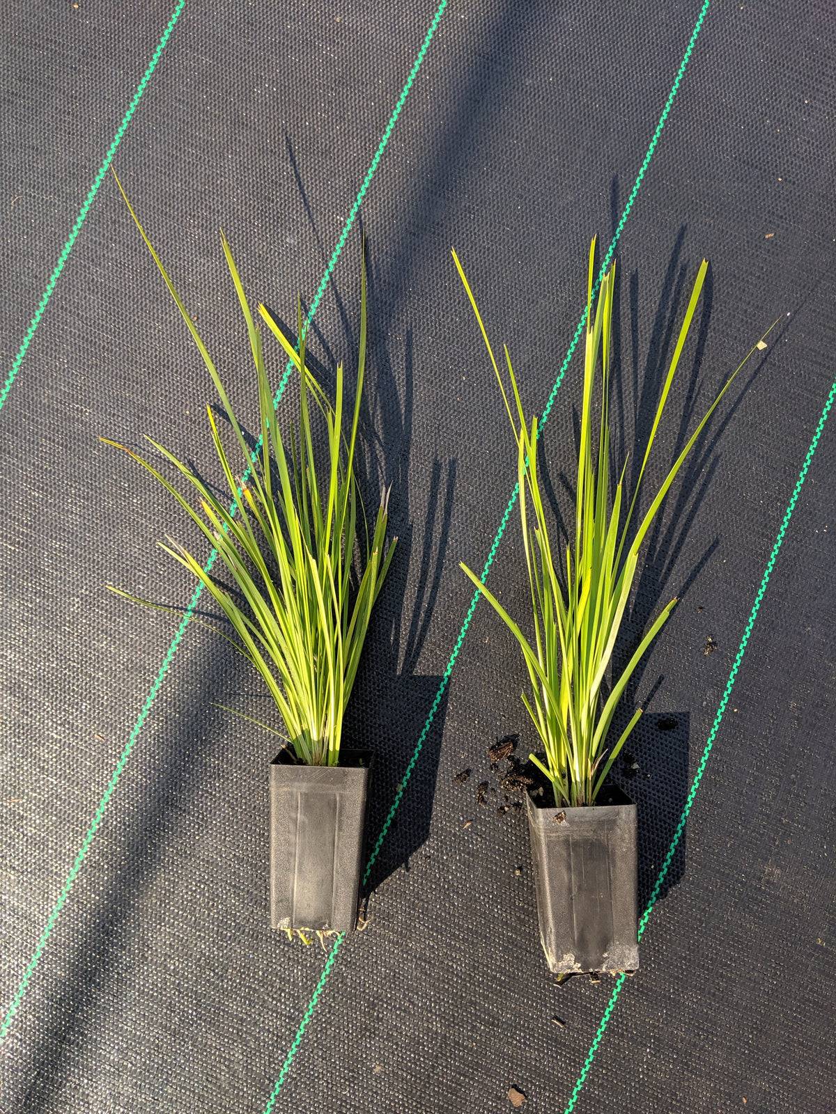 Buying Plants Online in Australia: What to Look for in a Good Online Nursery