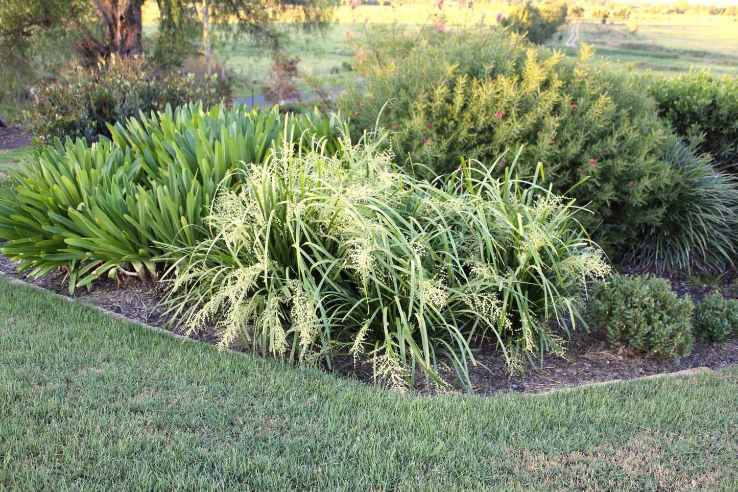 Best Low Maintenance Garden Plants Australia (No-Fuss Guide)