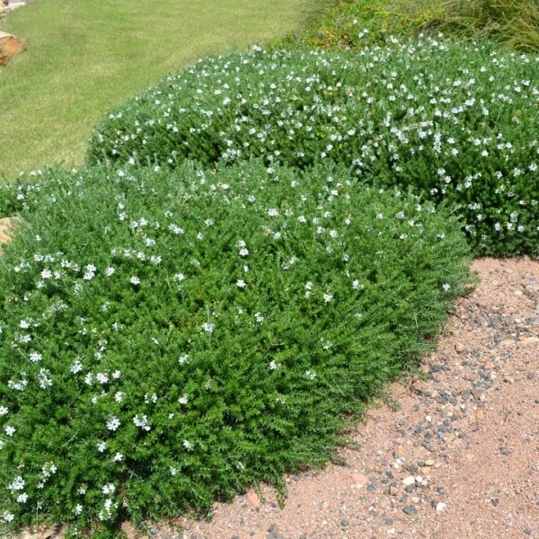 What Can I Plant Instead of a Box Hedge? The Best Box Hedge Alternatives in Australia