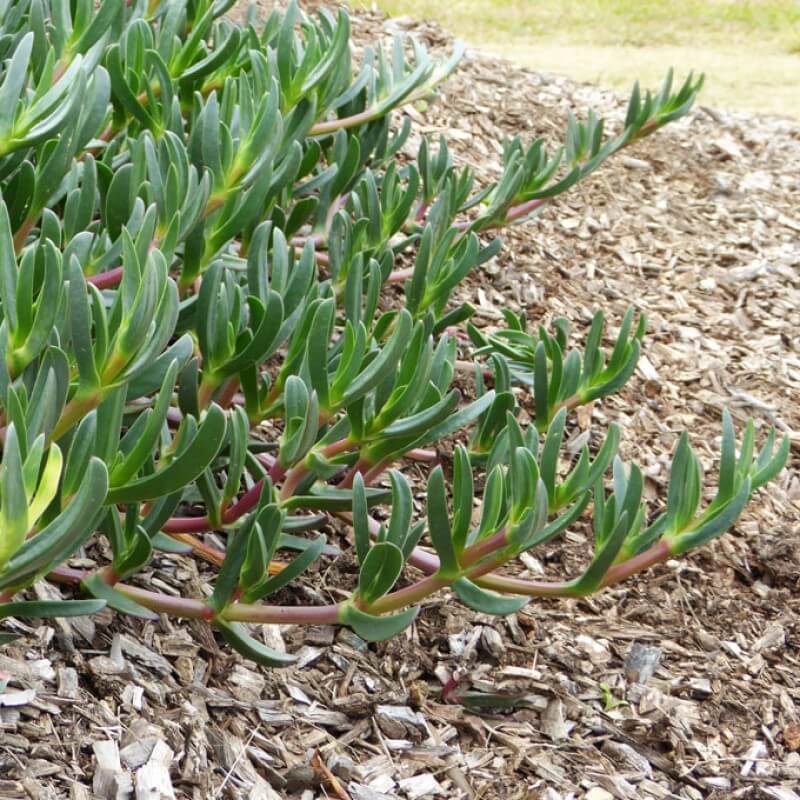 Best Coastal Ground Covers Australia (Plants That Actually Handle Salt, Wind & Sandy Soil)