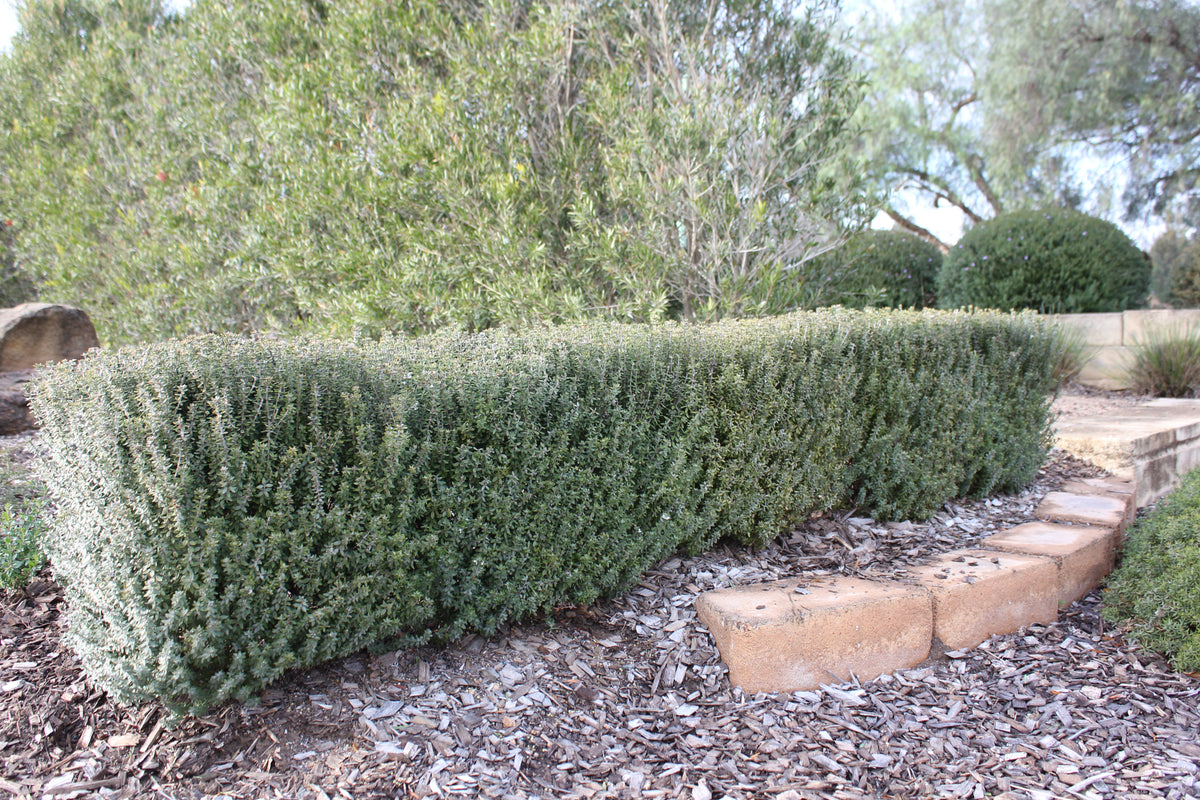 What Are the Best Plants for Garden Borders in Australia?