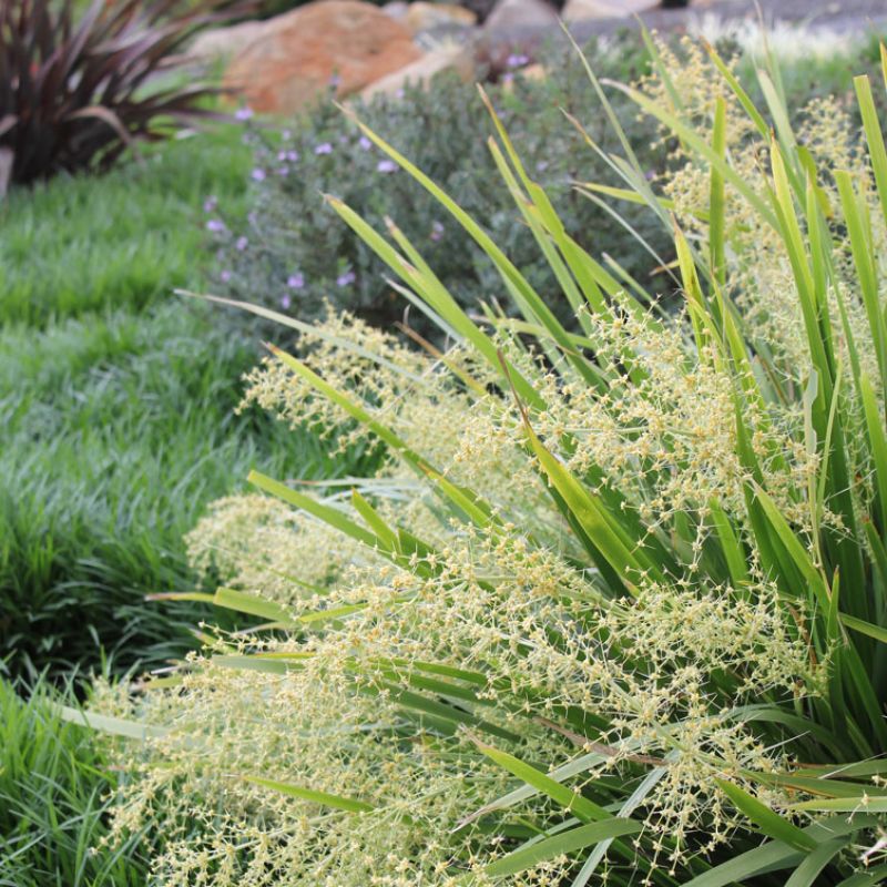 Why Do Some Plants Survive Australian Summers... While Others Turn Crispy?