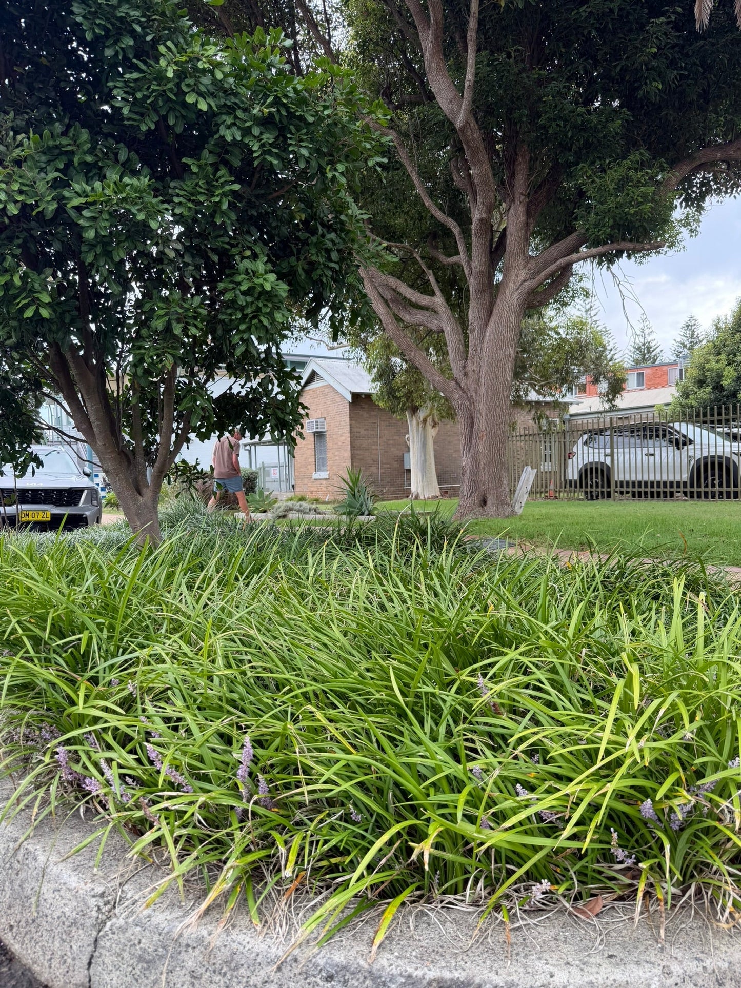 Best Plants for Dry Shade in Australia (That Actually Survive)