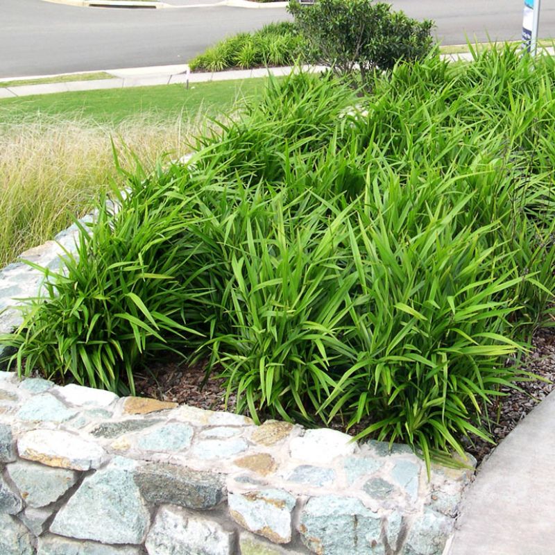 What Should I Plant on a Retaining Wall? Best Plants for Australian Gardens