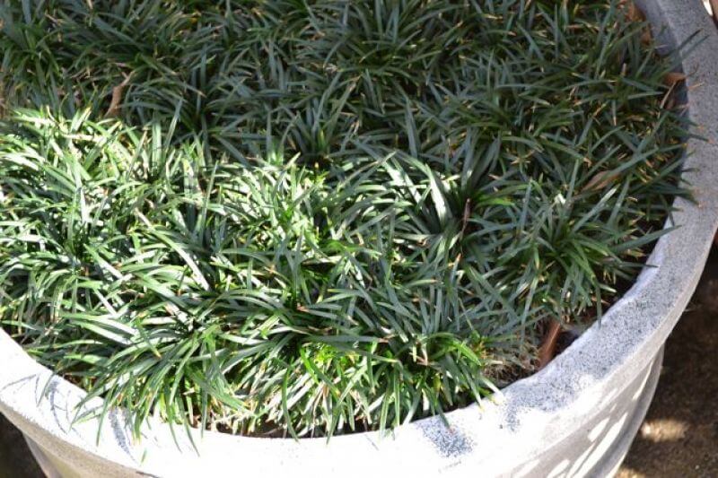 Mini, Regular & Black Mondo Grass: A Complete Guide