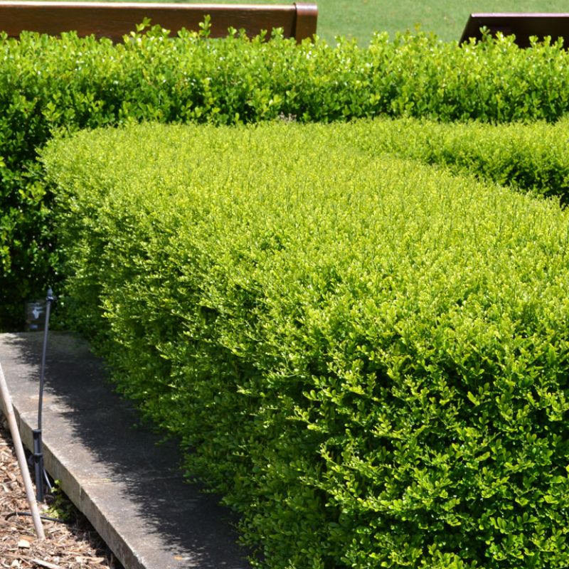 What Are the Best Plants for a Low Hedge in Australia?