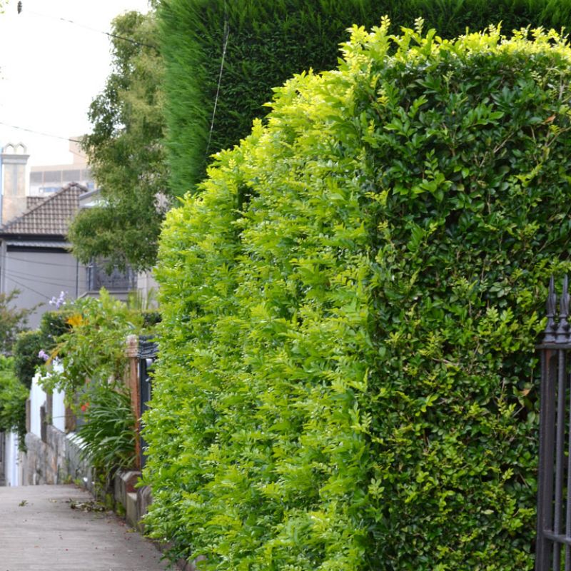 Best Low Maintenance Hedges Australia (Beautiful Hedges Without the Constant Trimming)