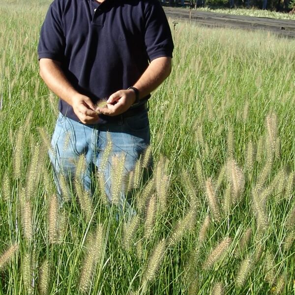 Cenchrus ‘Nafray’ (Pennisetum Nafray) Soft, Flowing, and Surprisingly Tough: Why Nafray Grass Is a Landscaping Favourite
