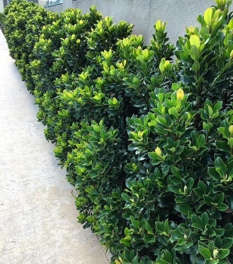 The Best Low-Maintenance Plants for Australian Gardens (That Still Look Amazing)