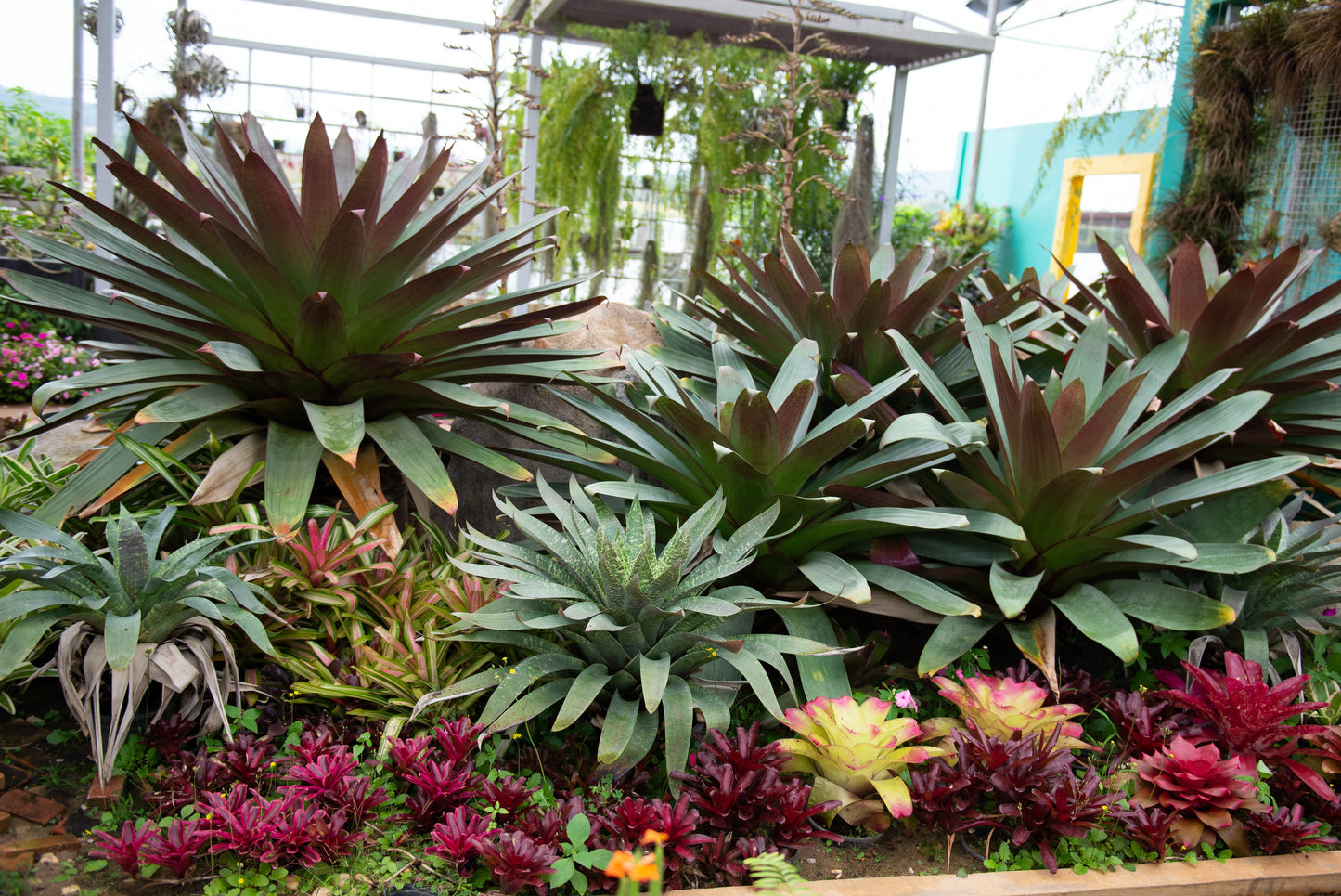 Best Plants for Modern Australian Gardens (And Why Some Gardens Instantly Look Better Than Others)