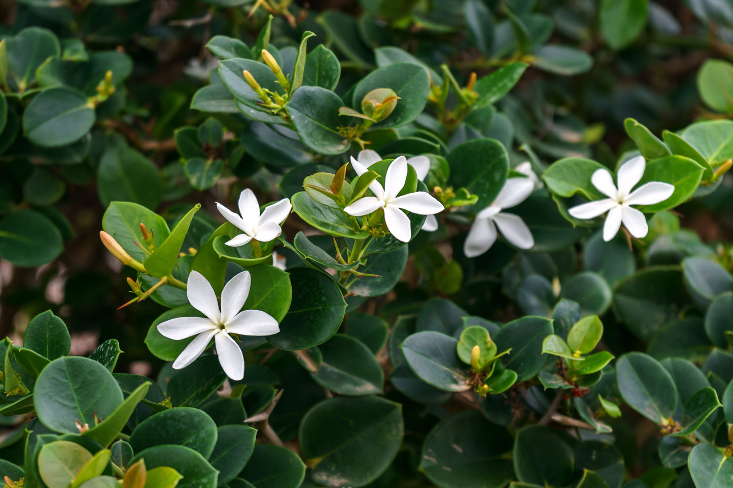 Carissa ‘Desert Star’ Tough Coastal Plants That Actually Survive: Why Carissa ‘Desert Star’ Just Works