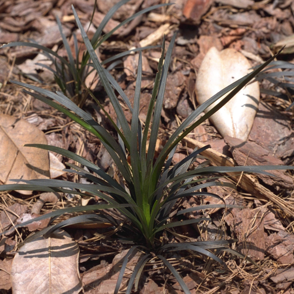 Black Mondo Grass