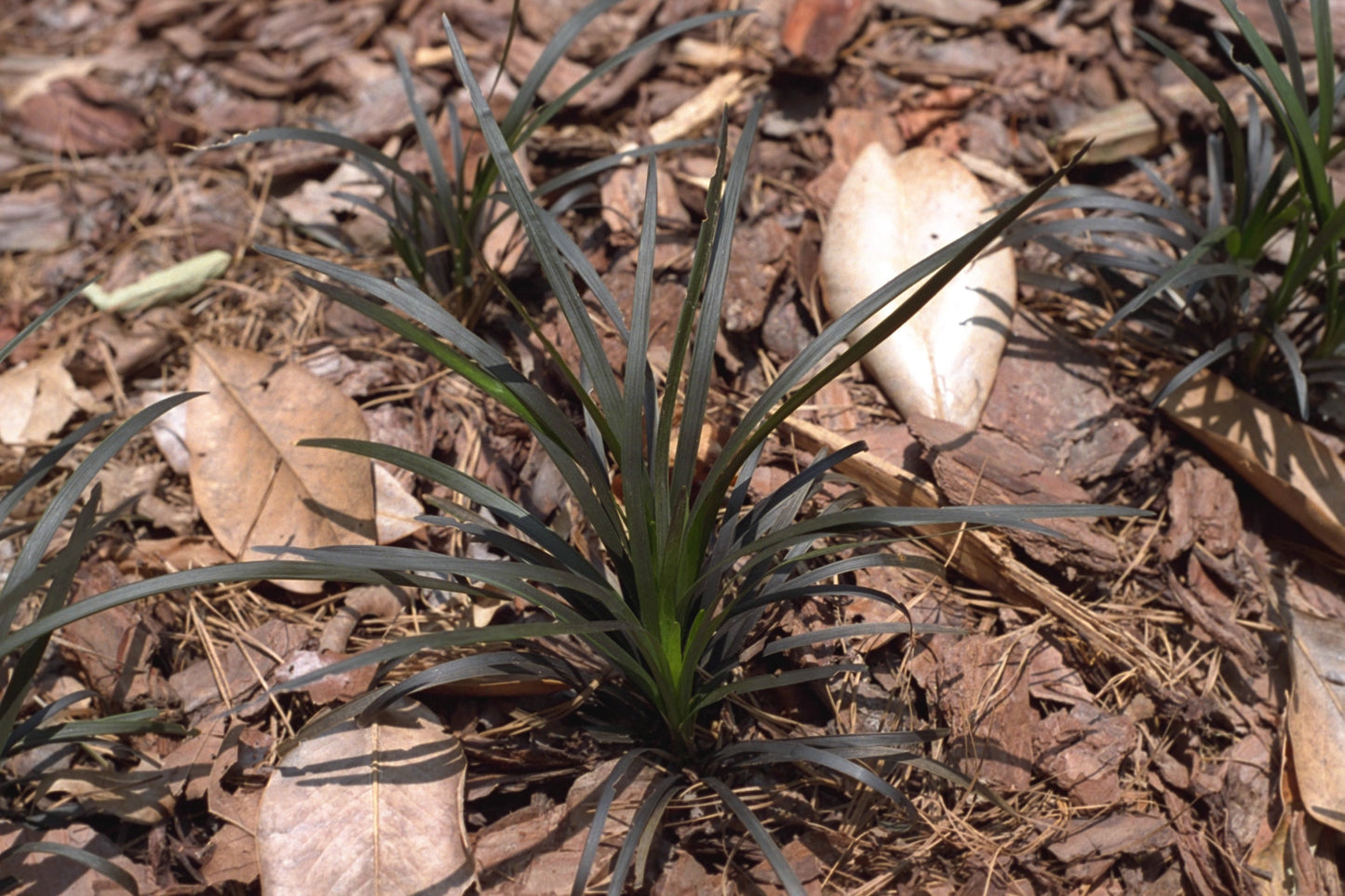 Black Mondo Grass