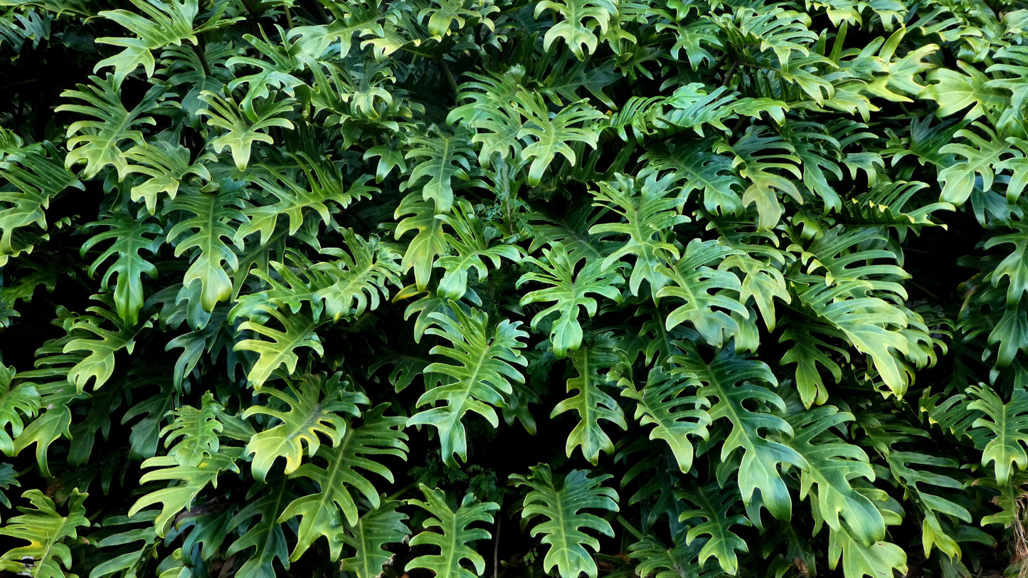 Why Are My Plant Leaves Turning Yellow? (7 Common Causes Every Gardener Should Know)