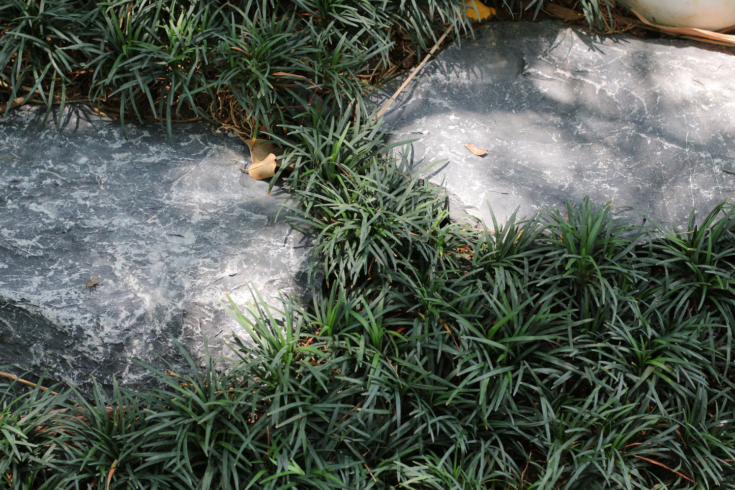 Best Plants for Between Pavers in Australia