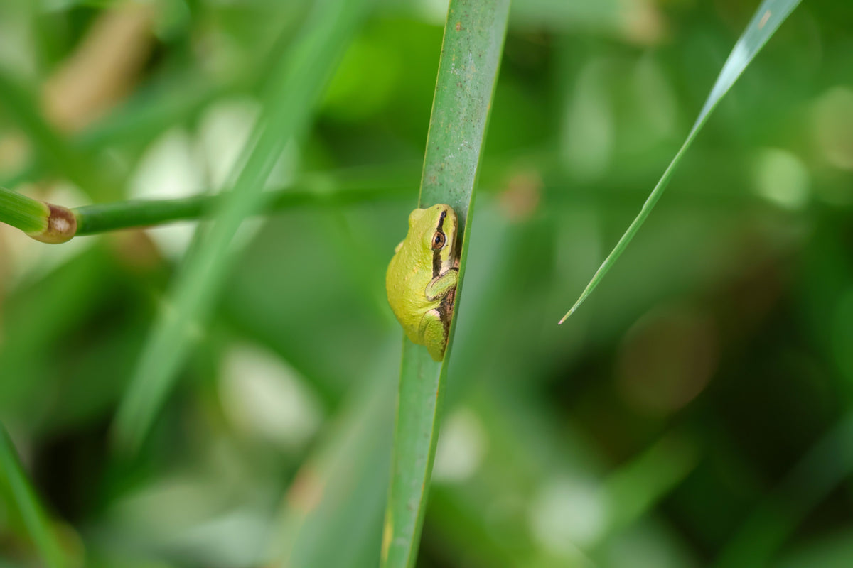 Can You Create a Frog-Friendly Garden Without a Pond?