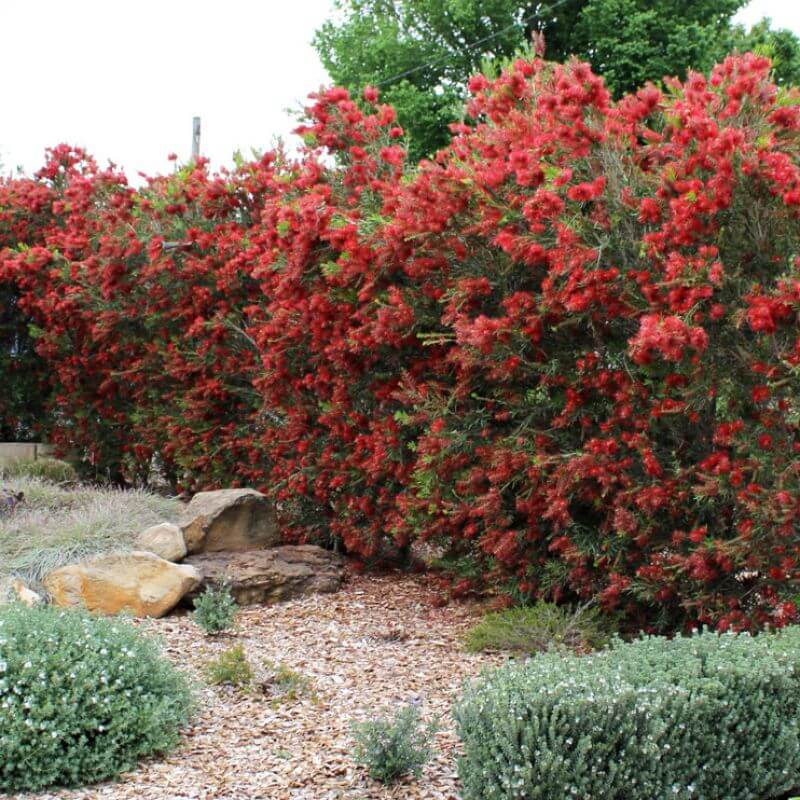 Fast Growing Privacy Plants Australia (Best Hedges for Screening)