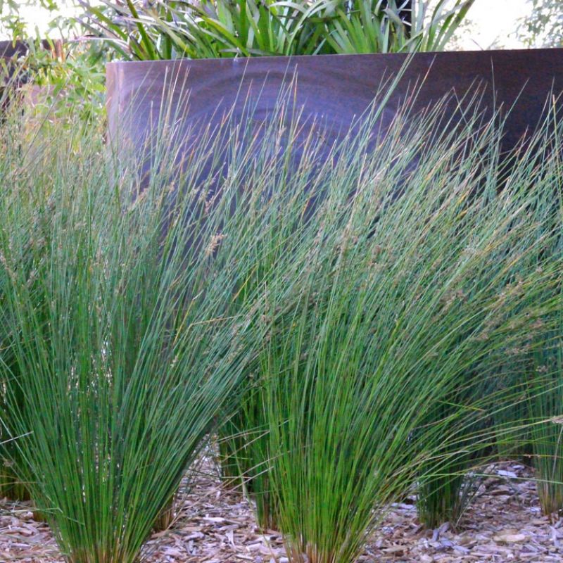 What Can I Plant in Wet Soil? Best Plants for Soggy Areas in Australian Gardens