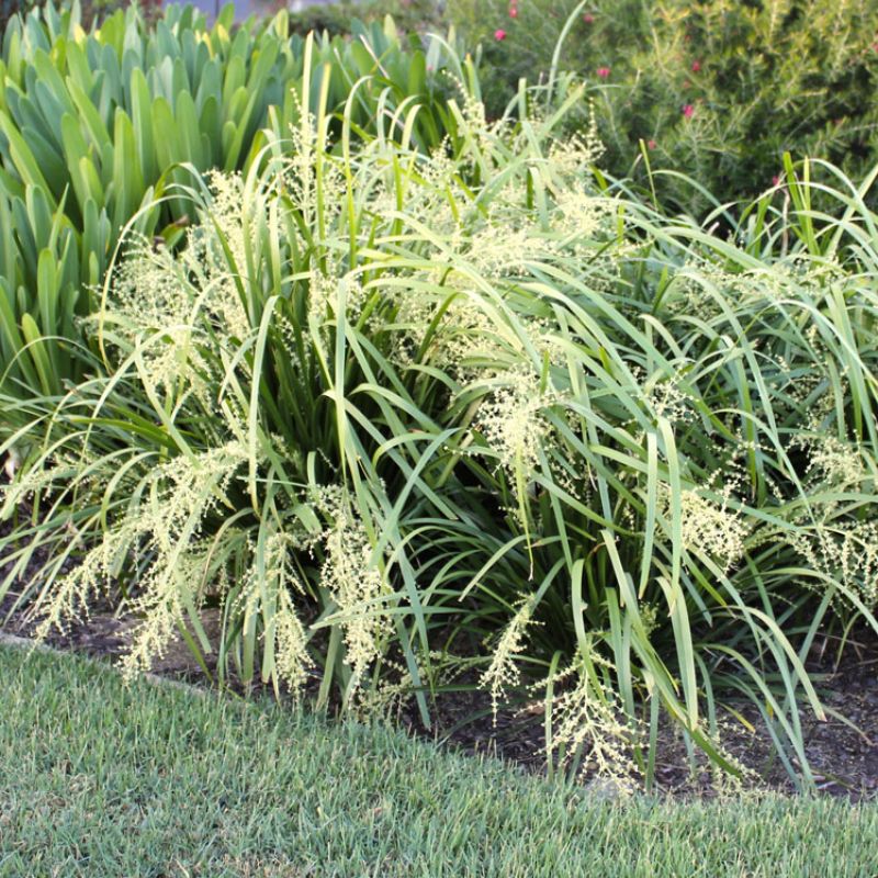 The Ultimate Spill-Over Plant: Why Lomandra ‘Tropic Cascade’ Is Everywhere Right Now