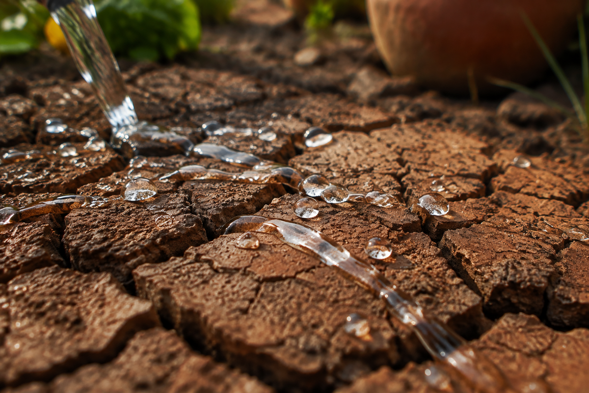 Why Does Water Run Straight Off My Garden? How to Fix Soil That Won’t Absorb Water