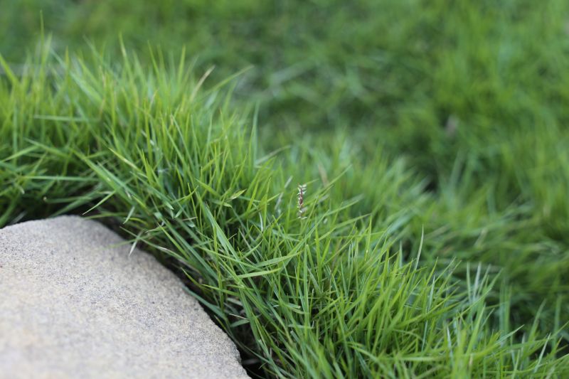 What to Plant Instead of Lawn in Australia (Low Maintenance Options That Actually Work)