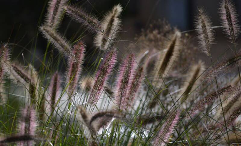 Native Grasses