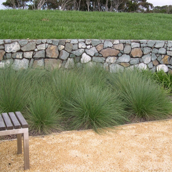  Ornamental Grasses