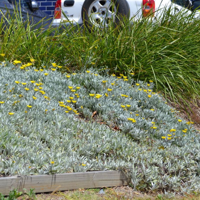 
                      
                        SILVER LEAF GAZANIA
                      
                    