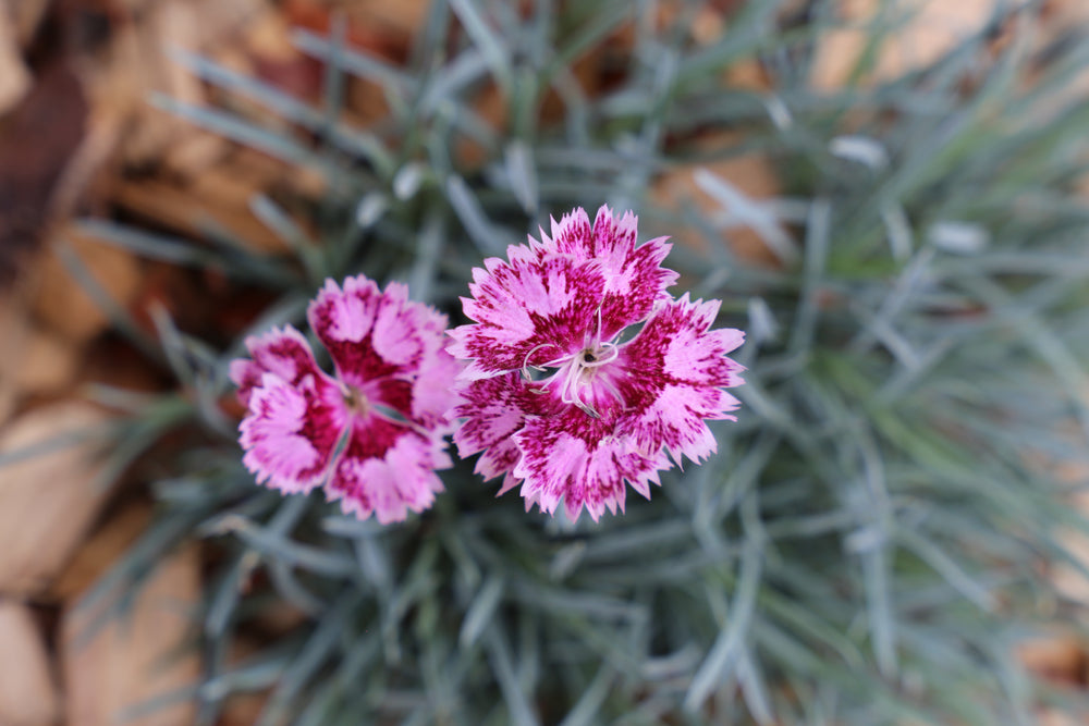 DIANTHUS BORDER BLUE™