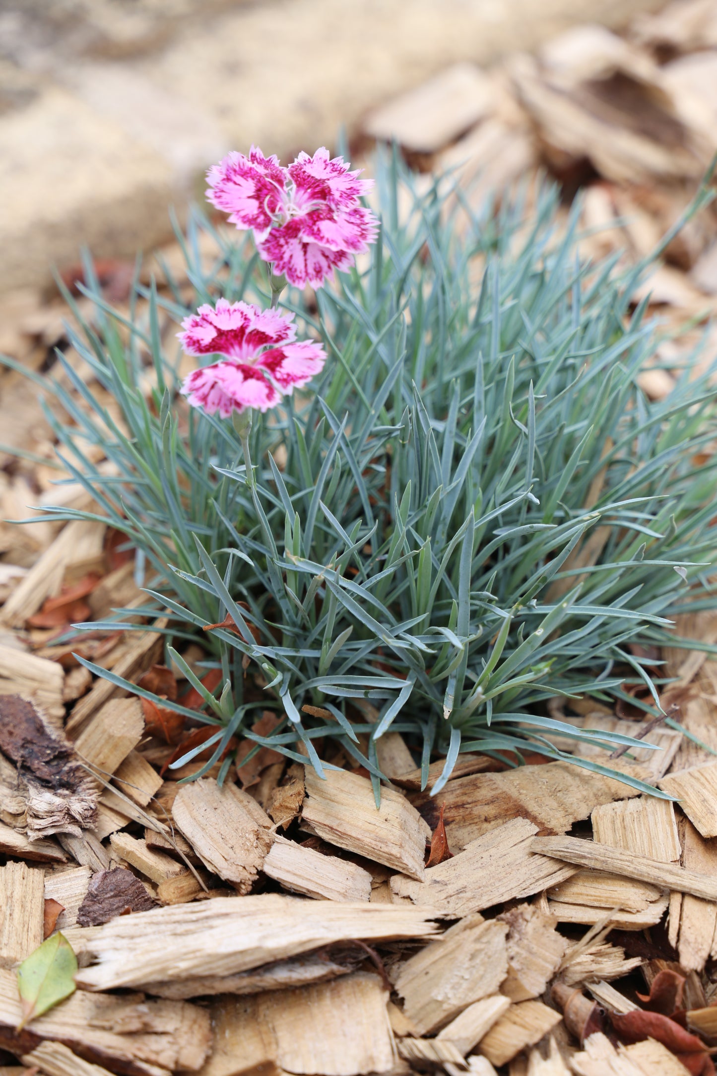 DIANTHUS BORDER BLUE™