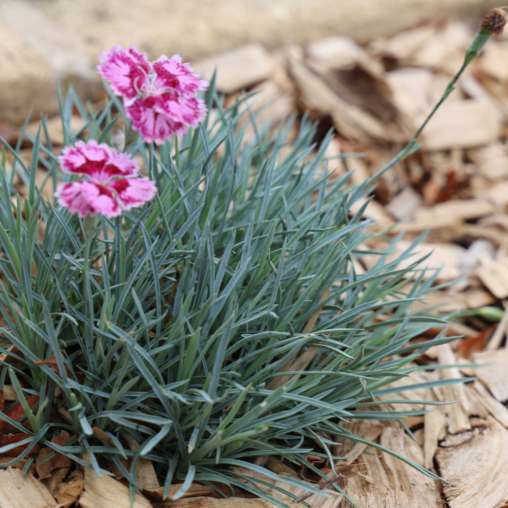 
                      
                        DIANTHUS BORDER BLUE™
                      
                    
