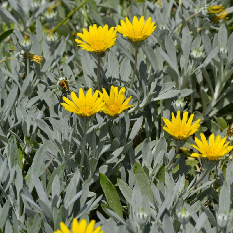 
                      
                        SILVER LEAF GAZANIA
                      
                    