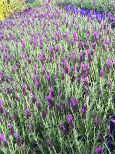 
                      
                        AVONVIEW LAVENDER
                      
                    