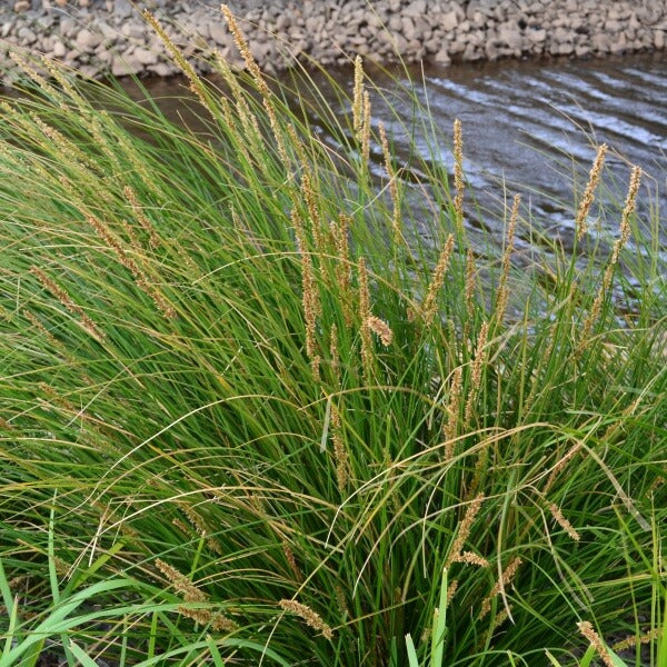 
                      
                        CAREX, TALL SEDGE
                      
                    