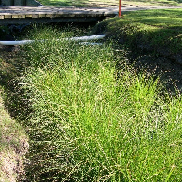 
                      
                        CAREX, TALL SEDGE
                      
                    