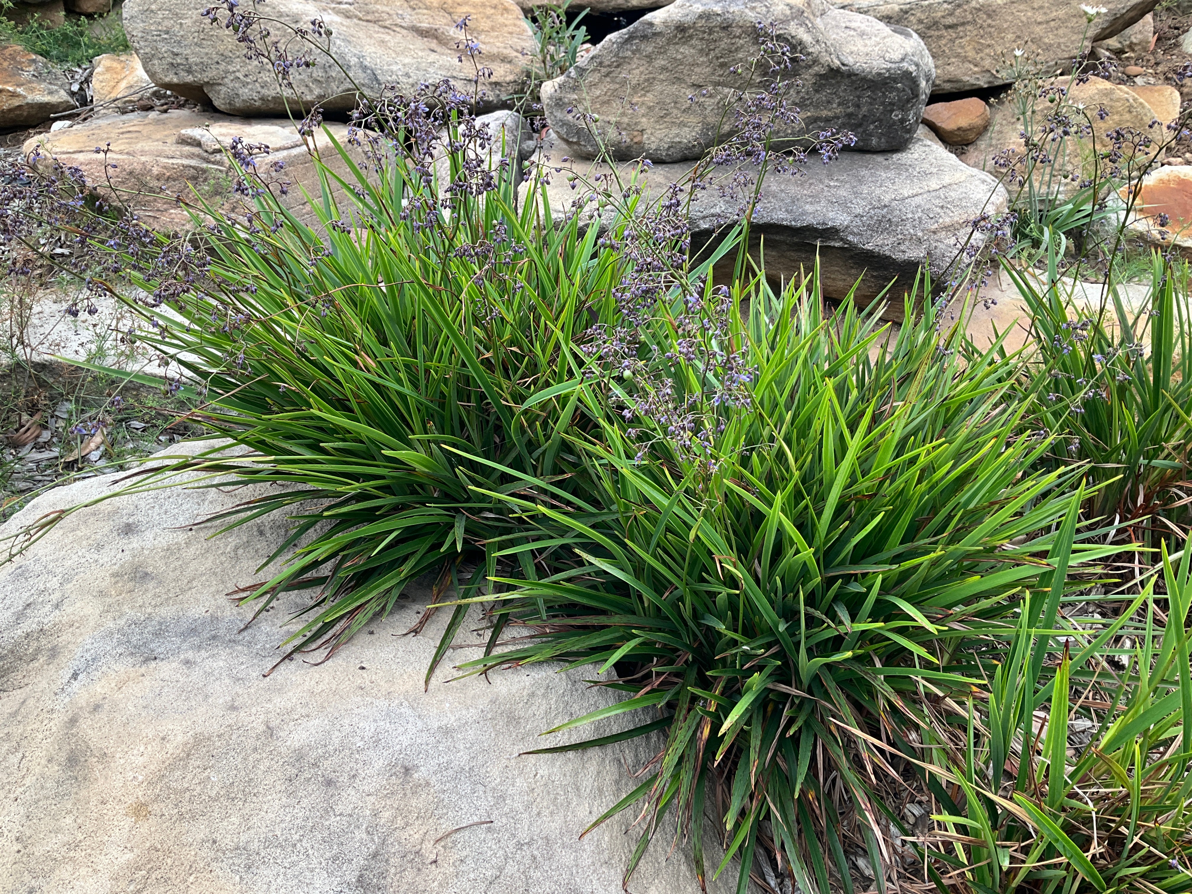 DIANELLA LITTLE JESS™ NEW IMPROVED - Compact Native Flax Lily – The ...