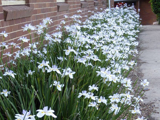 
                      
                        BUTTERFLY IRIS
                      
                    