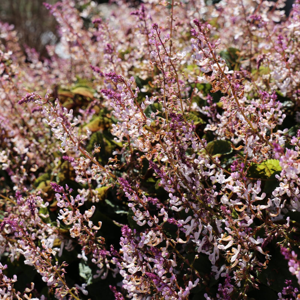 
                      
                        FLORA MOUND™ PLECTRANTHUS
                      
                    