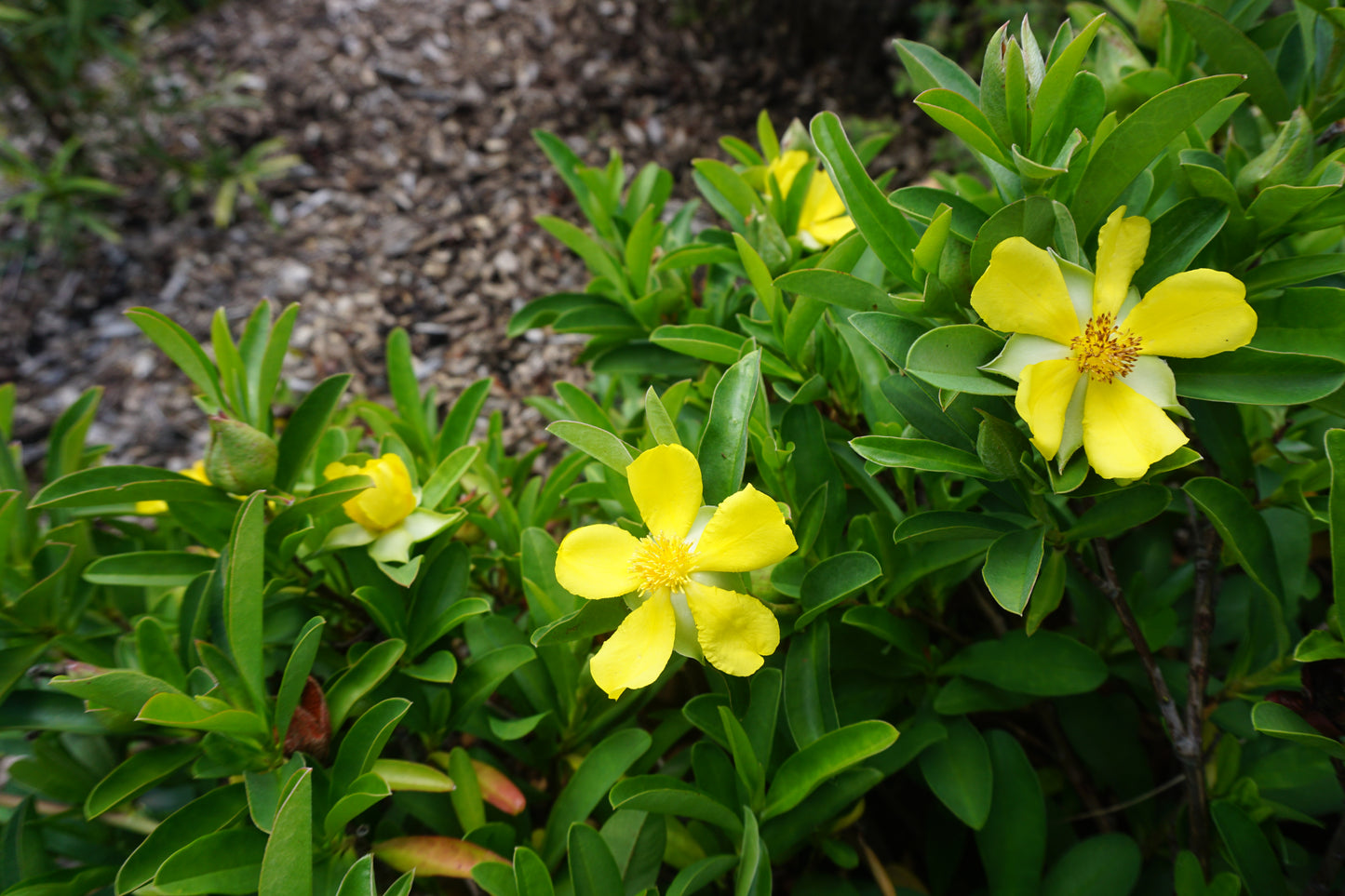 GROUNDSWELL™ HIBBERTIA SCANDENS