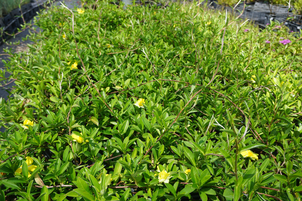 GROUNDSWELL™ HIBBERTIA SCANDENS