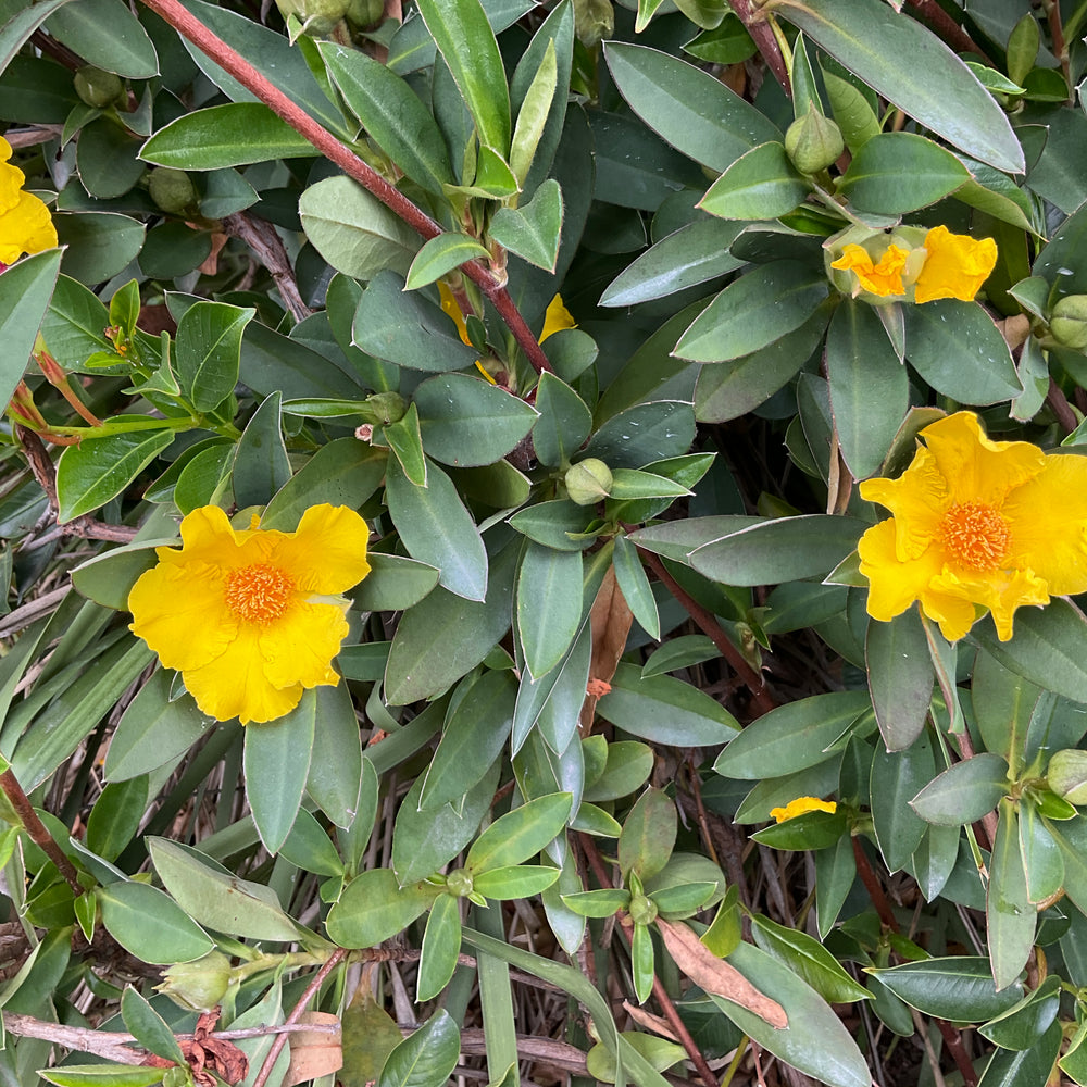 
                      
                        STRAIGHTUP™ HIBBERTIA SCANDENS
                      
                    