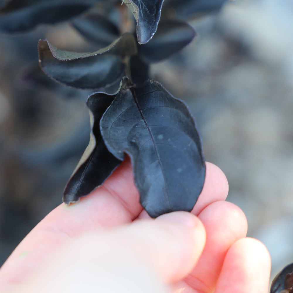 LAGERSTROEMIA SLENDER BLACK™ -  CREPE MYRTLE