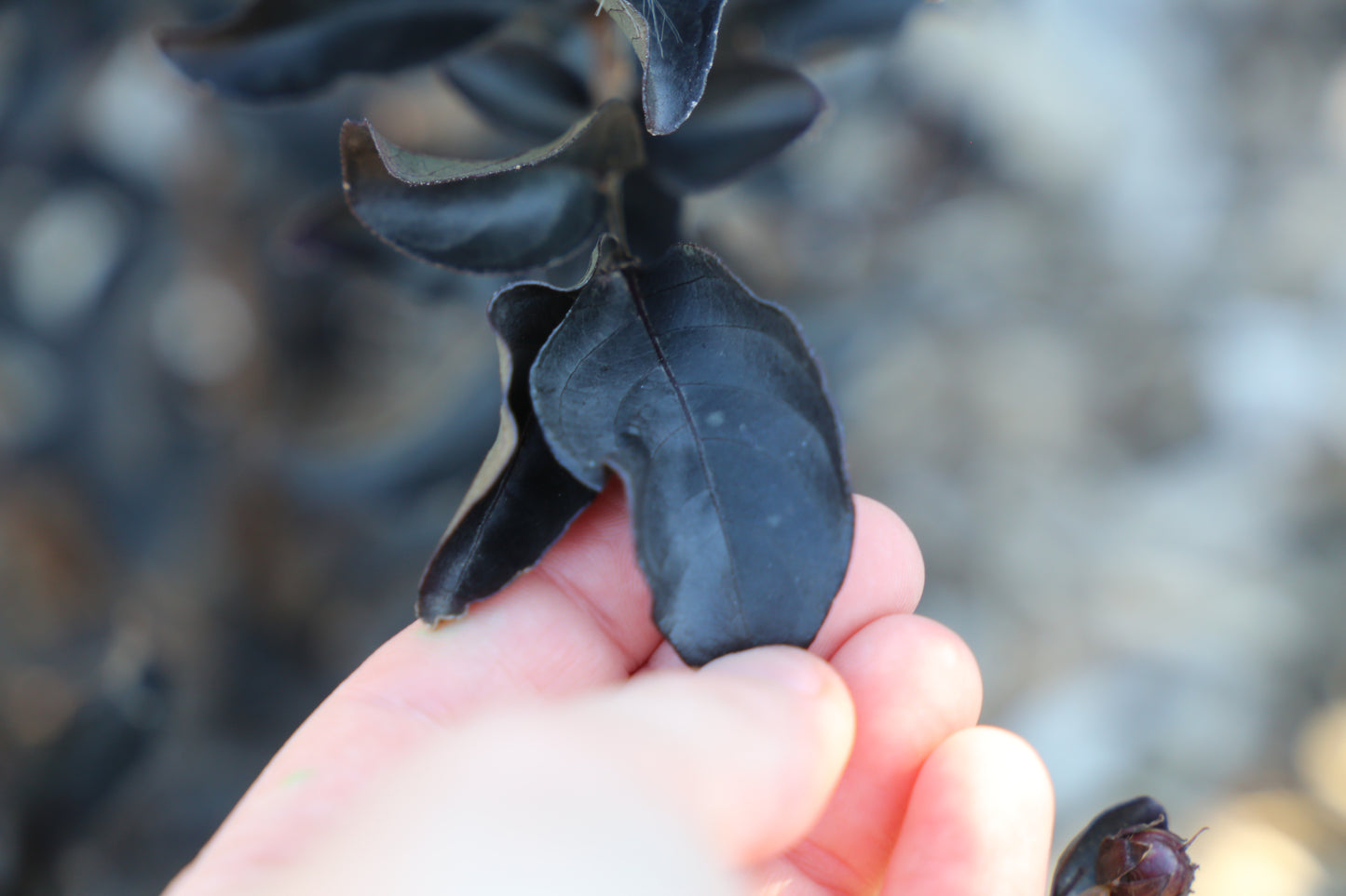 LAGERSTROEMIA SLENDER BLACK™ -  CREPE MYRTLE