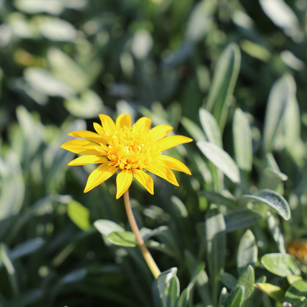 
                      
                        GAZANIA DOUBLE GOLD™ GAZANIA HYBRID GT20 PBR
                      
                    