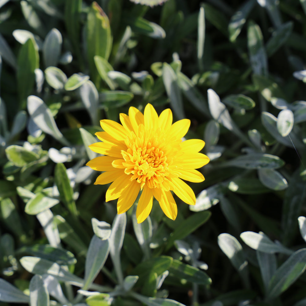 
                      
                        GAZANIA DOUBLE GOLD™ GAZANIA HYBRID GT20 PBR
                      
                    